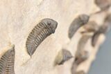Foot Mortality Plate Of Sokhretia Trilobites - Massive Display! #164746-11